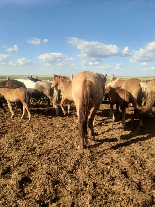 Продажа лошадей Астана