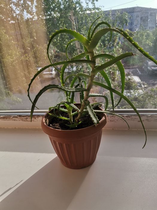 продам алое с горшком 1000