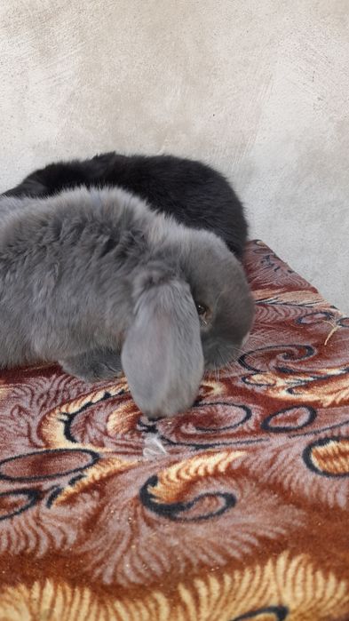 Vând pui iepuri berbec german