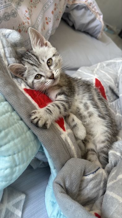 Котенок, 3 мес, мальчик