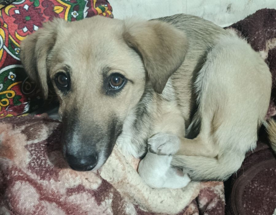 Отдам в хорошие руки