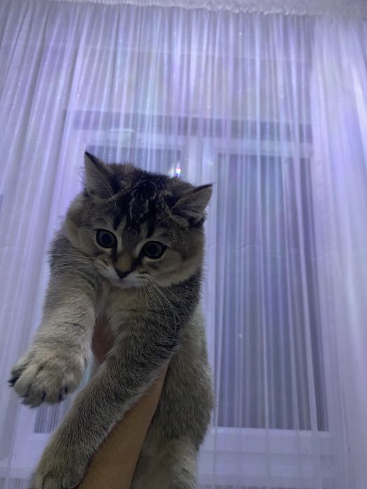 Skotish Fold Shinshilla Mushugi Sotiladi