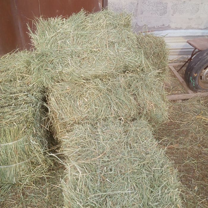 Сено луговое зелёный