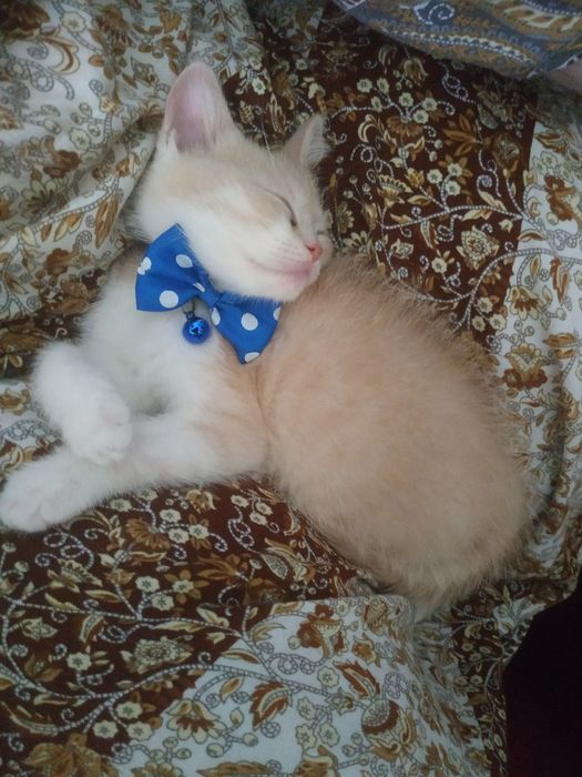 Пышық сатылады | Продается кот | Mushuk sotiladi