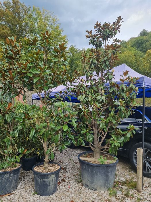 Plante ornamentale  gazon rulou