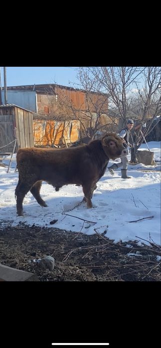 Продам бычков готовые