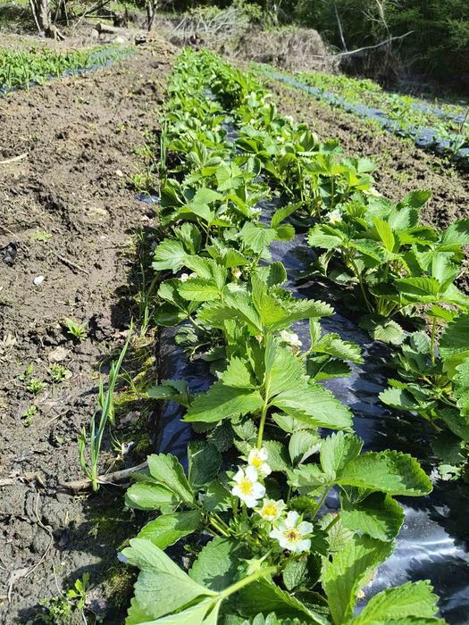 Разсад ягоди , малини и къпини