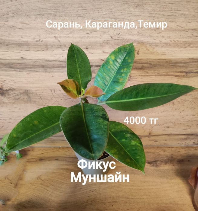 Фикус Нью-Клон,Кинки,Одри, Лирато и др.