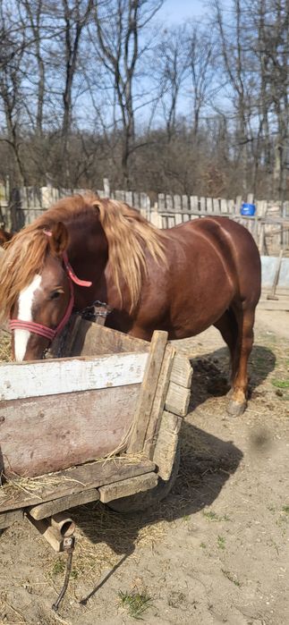 Vand armasar cuminte