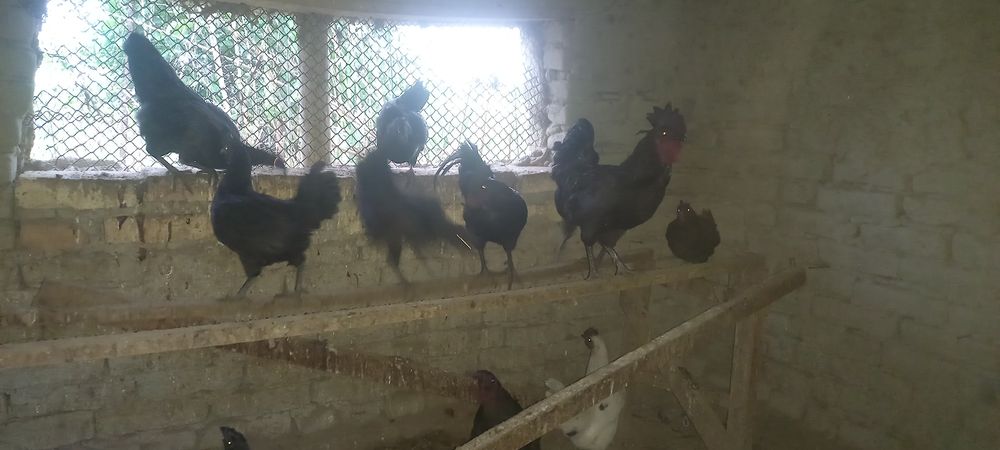 Uxiela tovuq va xo'rozlari sotiladi, tuxumi jo'ja chiqarish uchun