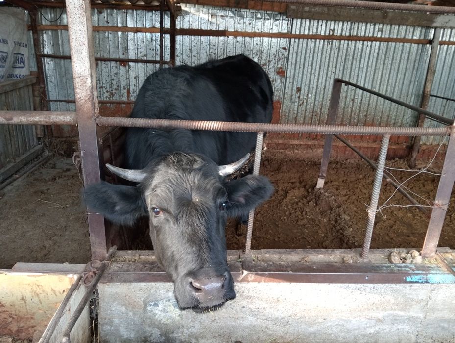 Телка молодая 1.8