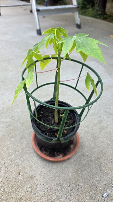 Physalis , papaya si fructul pasiunii