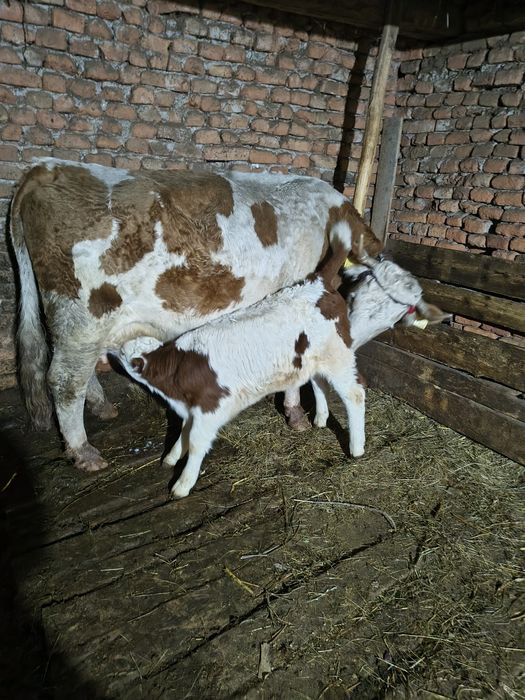 Vacă cu vițel de 4 săptămâni,fătată
