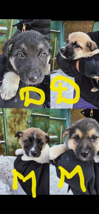 Щенки срочно ищут дом