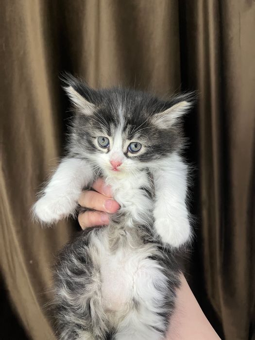 Котята полувислоухие