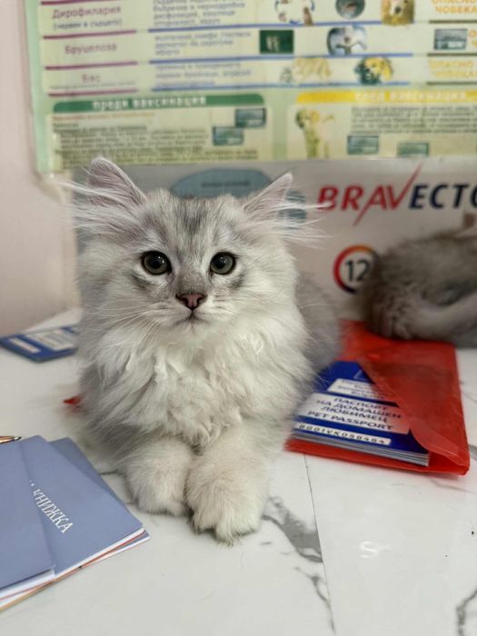 Британска дългокосместа сребърна  чинчила