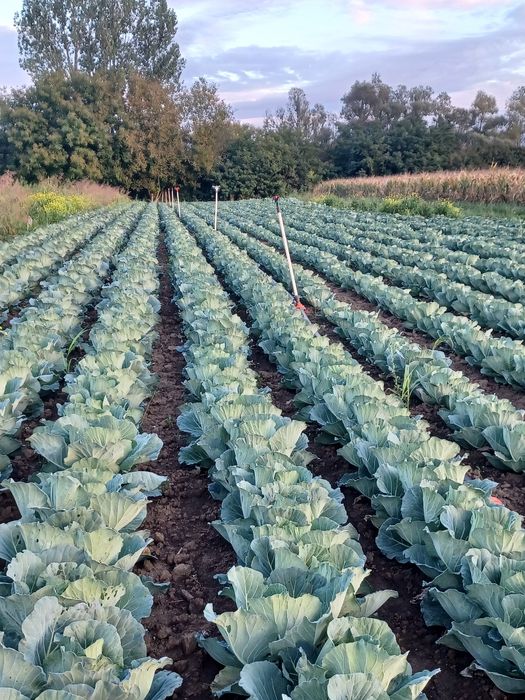 Vând varza de toamna