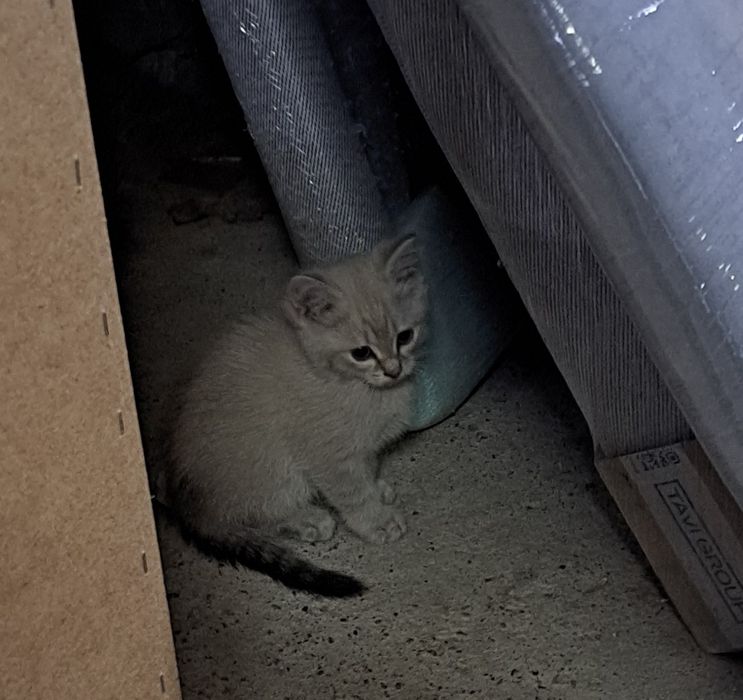 Котёнка три штуки