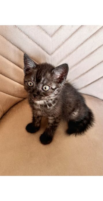 Отдам котёнка в добрые руки
