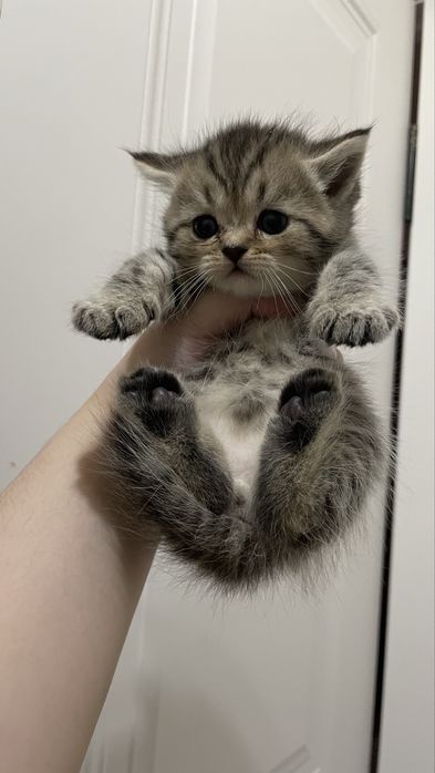 Котята шотландские парода