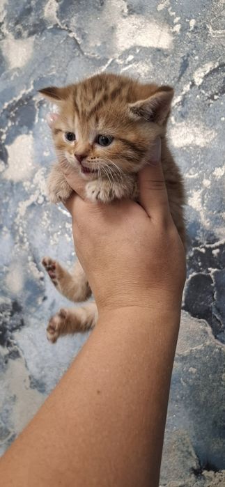 Скоттиш страйт котята