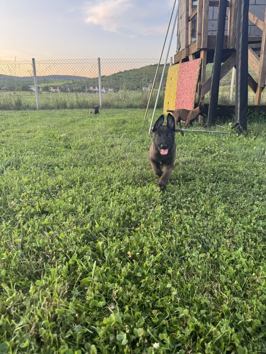 Ciobamesc belgain malinois  6 masculi si 3 femele