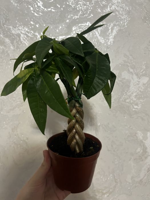 Комнотные цветы  8 марта