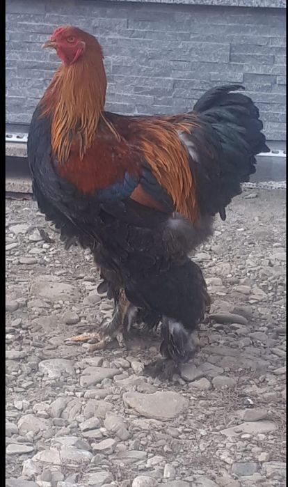 Vand ultimile exemplare din rasa Brahma potarnichiu și brahma Hd