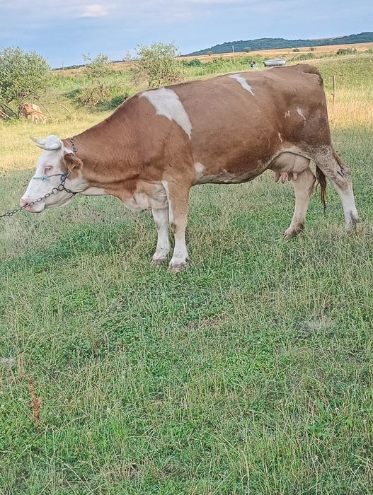 Vand vaca baltata romaneasca