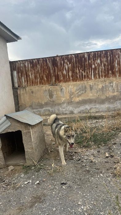 Сибирское Лайка 100%