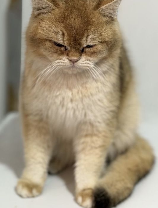 ВЯЗКА. Британский шиншилла. Мушук чатиштириш