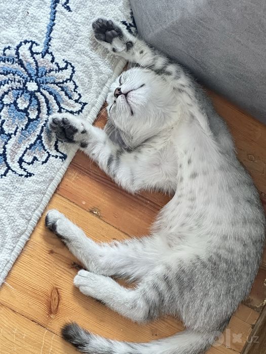 Продаётся красивая кошечка, 6 месяцев