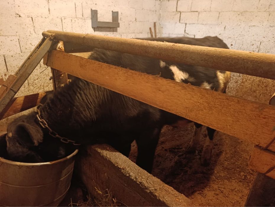 Продам бычка