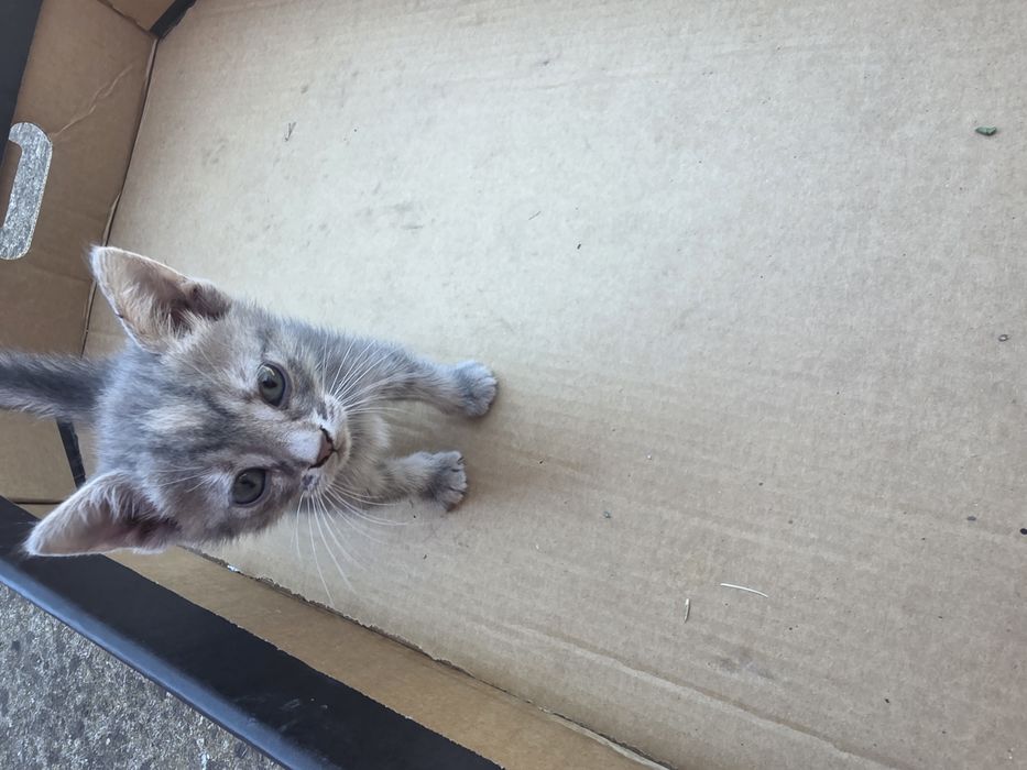Котенца на 1 месец