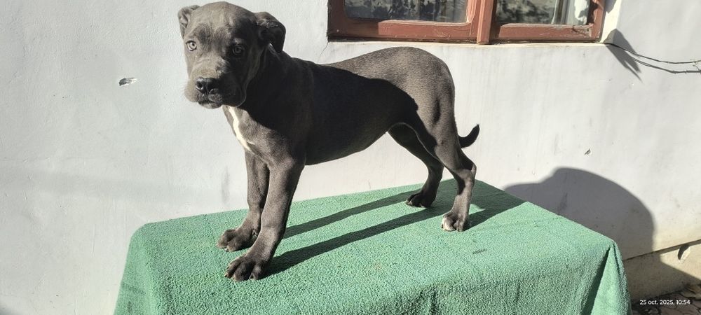 Femela Cane Corso blue