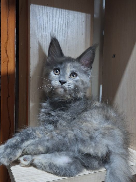 Котята породы Мейн-кун