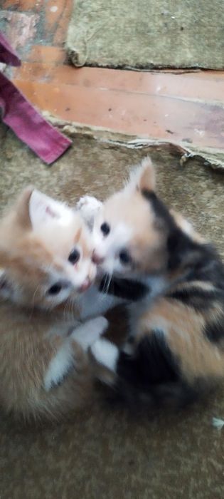 Котята в хорошие руки