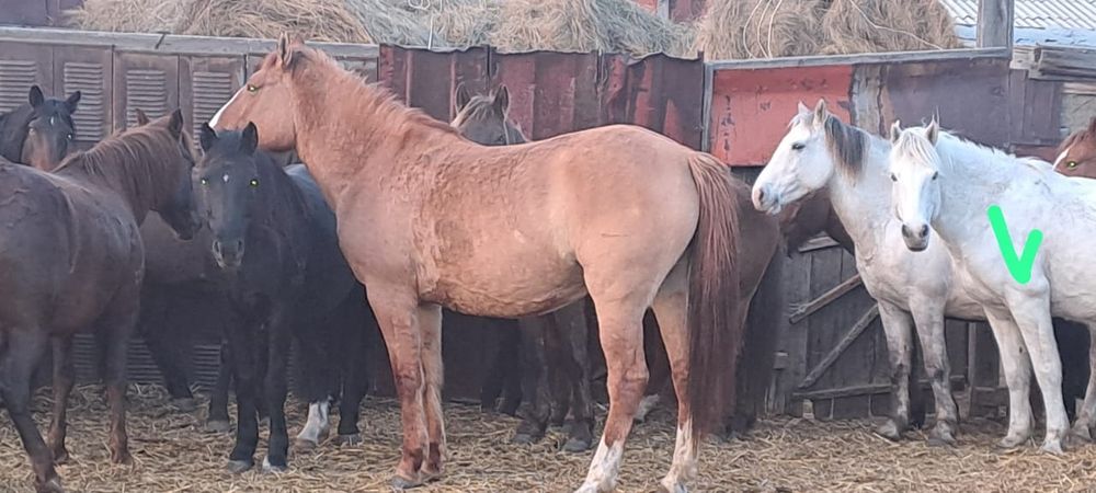 Биелерді сатамын.