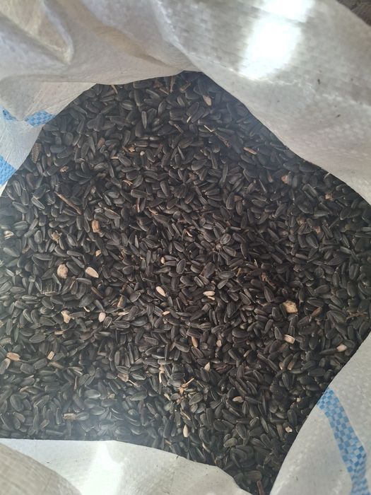 Floarea soarelui,ovăz