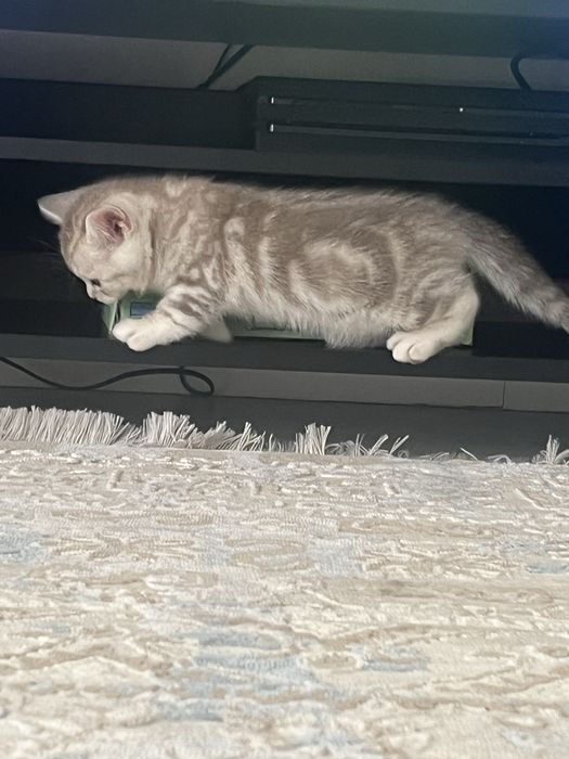Шотландские котята