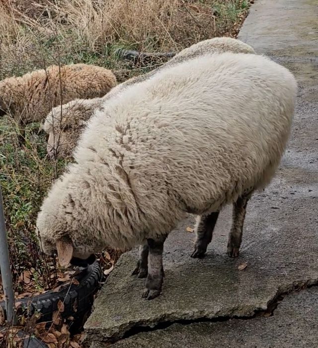 Продам жирного барана