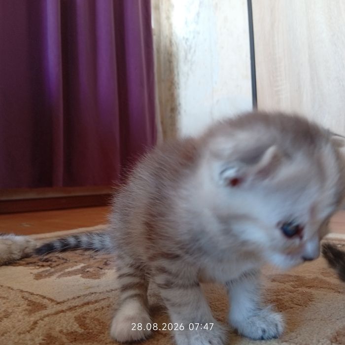 Коленки срочно по причине аллергии