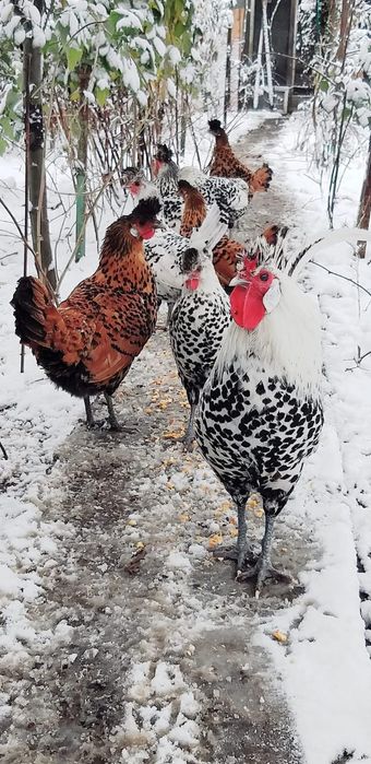 Ouă pentru Incubat rasa appenzeller