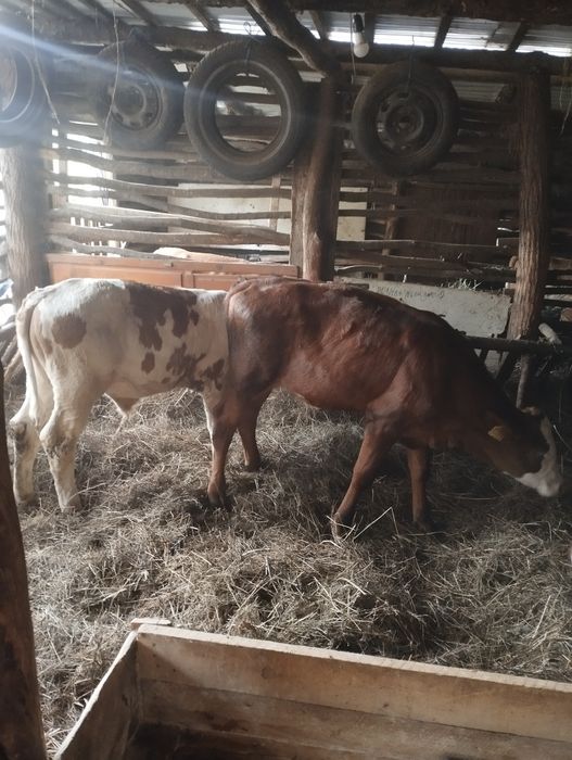 De vânzare 16 vitei 11taurasi și 5vitele detalii despre acest ea la Nr de tel 0774423055