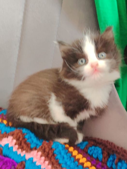 Отдам котят в добрые руки