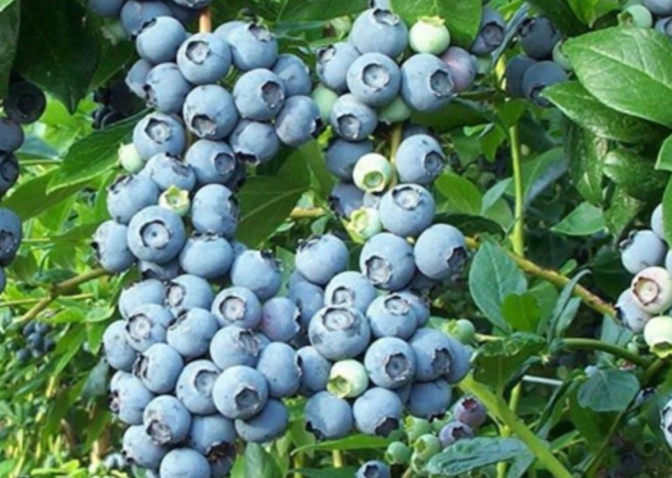 Продам саженцы голубики