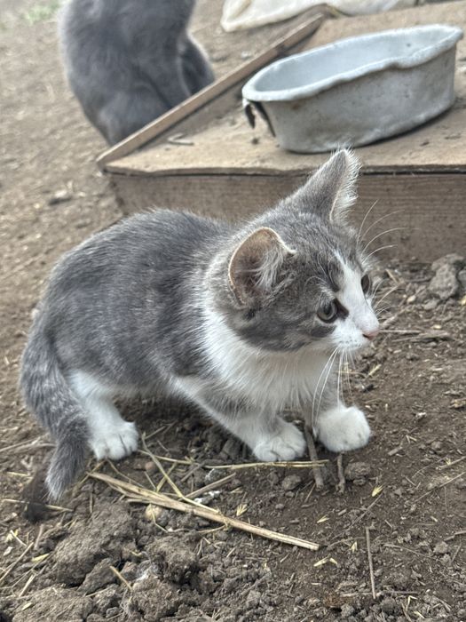 Отдам котят в добрые руки