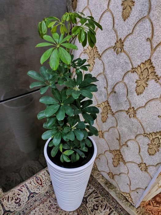 Комнатные растения. Доставка