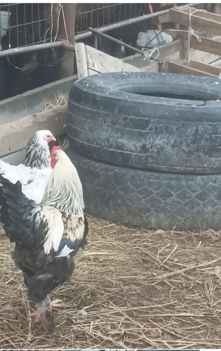 Қораз сатылады жасына толып қалды.