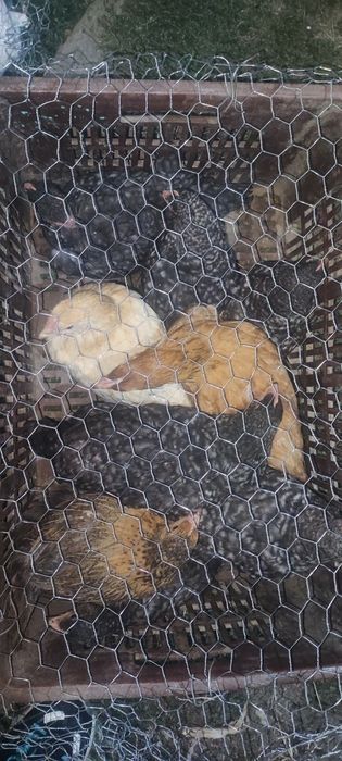 Vand pui crescuți Bio 35 lei bucata